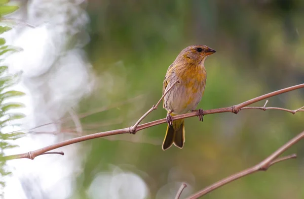 Samica Saffron Finch Znana Również Jako Canario Jest Żółtym Ptakiem — Zdjęcie stockowe