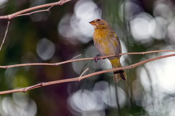 藏红花雀 Saffron Finch Canario 是巴西中南部地区特有的一种黄鸟 物种Sicalis Flaveola 赏鸟人 塞拉多 — 图库照片