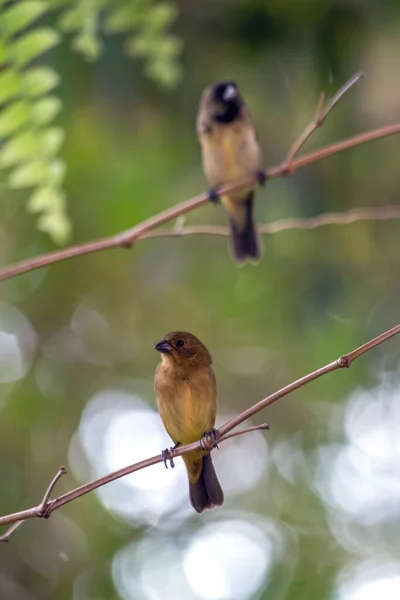 Female Rusty Collared Seedeater Also Knows Coleiro Foreground Background Male — Stock Photo, Image