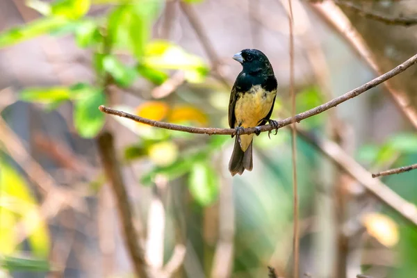 Dubois Seedeater Also Known Papa Capim Grasshopper Perched Branch Tree — Stock Photo, Image