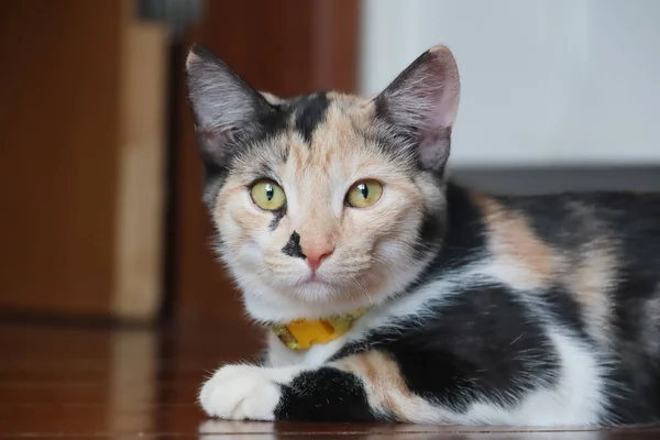 一只黄眼睛的迷人的斑点母猫躺在房子的地板上 动物生活 宠物情人 爱猫的人黄眼睛 — 图库照片