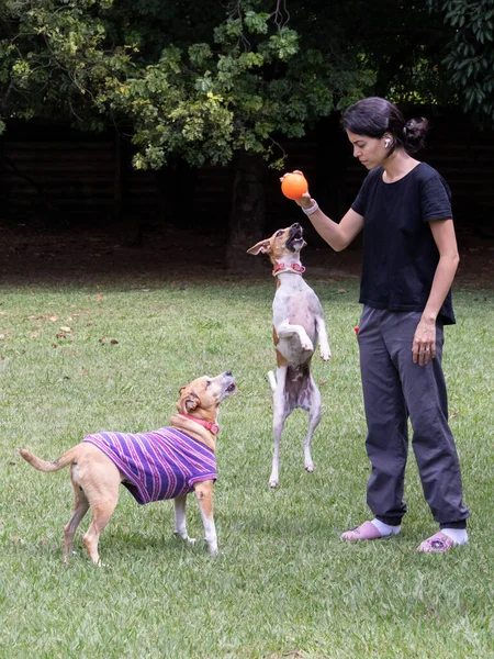 A brunette woman playing ball with her two female dogs. Quarantine. Animal lover. Pet lover. Dog lover.