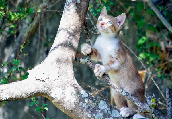 A blue-eyed puppy cat learning to climb the tree.Pet lover. Animal life Cat lover