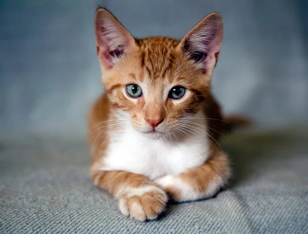 Blue Eyed Male Teen Cat Lying Armchair Landing Camera Gold —  Fotos de Stock