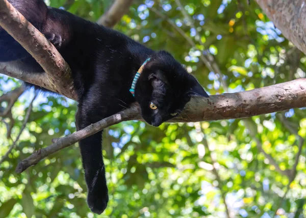 Black Puppy Cat Rests Tree Meal Laziness Animal Word Pet — Foto Stock