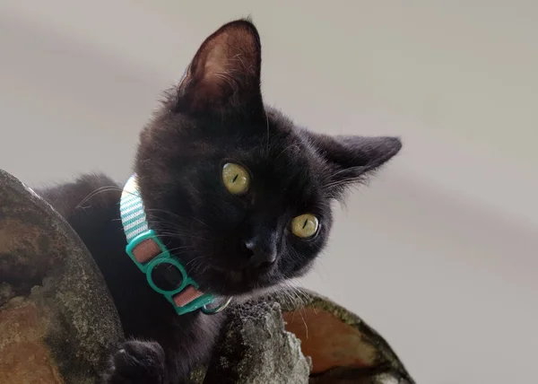 一只黑猫注视着街道在屋顶上的移动 黄色的眼睛和绿色的领子动物世界宠物情人 — 图库照片