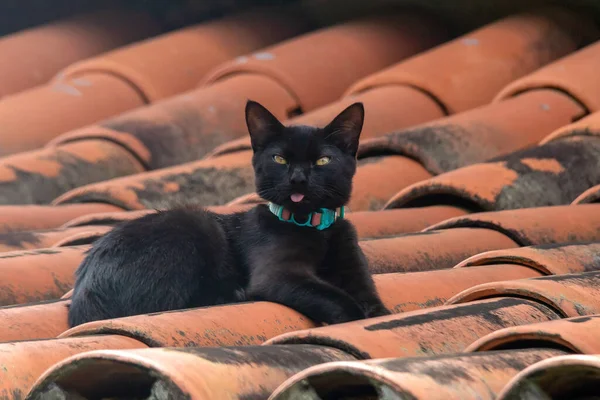 Black Cat Watches Movement Street Roof Yellow Eyes Green Collar — Stock fotografie