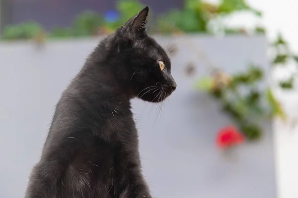 Black Baby Cat Yellow Eyes Strolling Garden House Pet Lover — Foto Stock