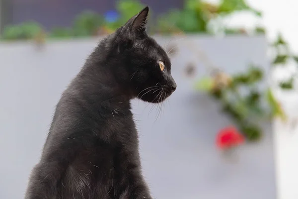 Чорний Кіт Жовтими Очима Ходить Саду Будинку Коханка Тварини Коханець — стокове фото