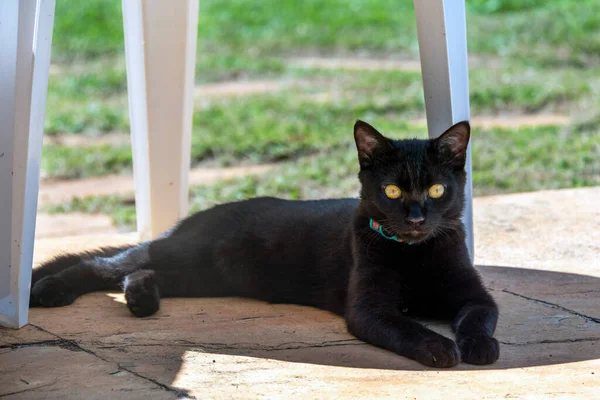 一只黑猫躺在房子花园的树阴下 黄色的眼睛祝好运 绿色项链 动物世界爱猫的人宠物情人 — 图库照片