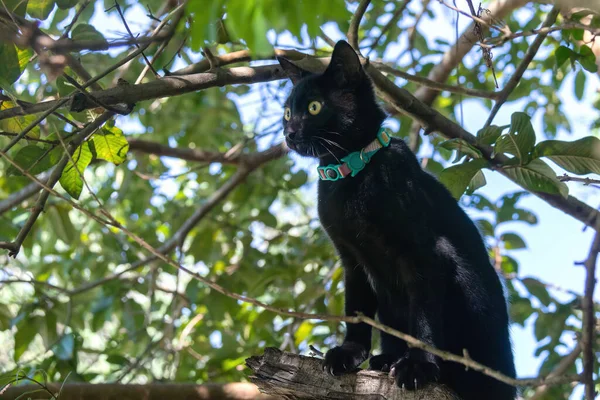 Чорний Кіт Який Носить Зелений Комір Грає Високо Дереві Знак — стокове фото