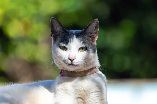 Красива Біла Кішка Зеленими Очима Позує Камеру Під Час Сонячної — стокове фото