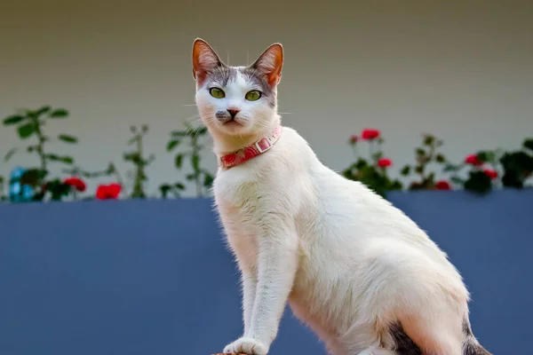 A beautiful white cat with a pink collar and yellow eyes under the roof of the house to keep an eye out for movements. Animal world. Cat lover. Pet lover.