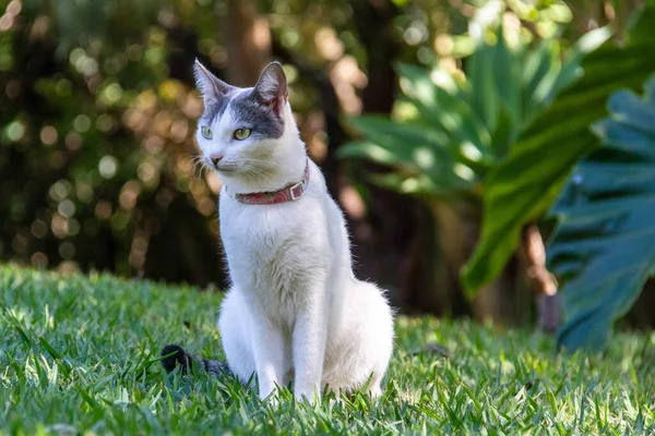 Beautiful White Cat Pink Collar Watching Movement Garden House Animal — Zdjęcie stockowe