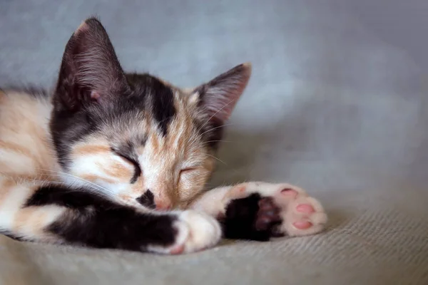 Beautiful Tabby Female Kitten Sleeping Soundly Armchair House Black White — Fotografia de Stock