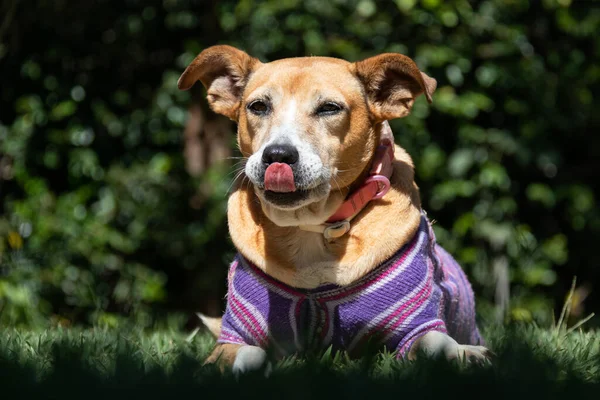 Beautiful Female Dog Showing Her Tongue While Taking Sunbath Old — ストック写真