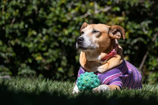 Beautiful Senior Female Dog Taking Morning Sunbath Her Green Ball — ストック写真