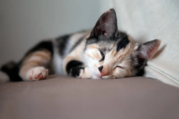Baby Black White Female Cat Sleeping Sofa House Tabby Cat — Fotografia de Stock