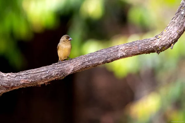 Ein Baby Vogel Aus Brasilien Ein Schöner Brauner Vogel Der — Stockfoto