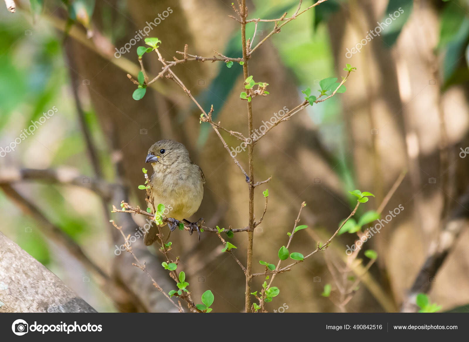 Papa-capim - Yellow-bellied Seedeater, Papa-capim - Yellow-…