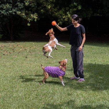 Güneşli bir günde iki dişi köpek sahibiyle top oynuyor. Oyun zamanı. Hayvanlar Dünyası. Hayvan sever. Hayvan sever. Kedi. Sevgilim..
