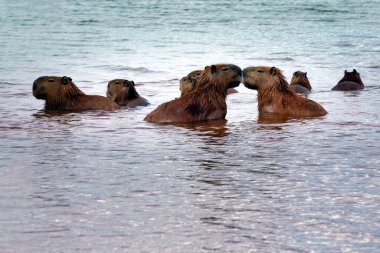 Sürünün geri kalanı Brezilya 'nın Brasilia kentinde Parano Gölü' nün tadını çıkarırken iki kapibara öpüşüyor. Capybara dünyadaki en büyük kemirgendir. Tür Hydrochoerus hydrochaeris. Hayvan hayatı. Cerrado.. 