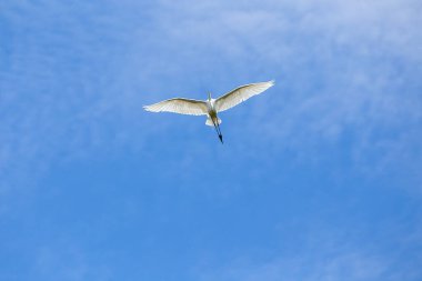 Brezilya 'nın orta batısındaki Brasilia' nın mavi gökyüzünde uçarken güneş Great Egreat 'ın üzerinde parlar. Tür Ardea Alba. Hayvan hayatı. Kuş gözlemcisi. Cerrado..