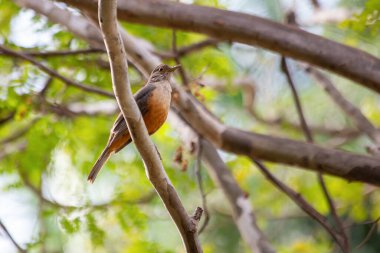 Rufous-belly Thrush, bir dala tünemiş 