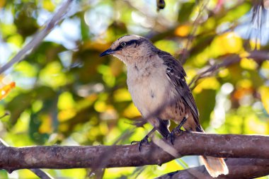 Tebeşir kaşlı alaycı kuş ya da 