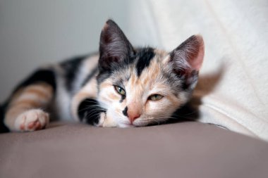 Siyah beyaz yavru kedi çok uykulu. Şirin kedi. Tekir dişi kedi. Hayvan hayatı. Evcil hayvan aşığı. Kedi sever..