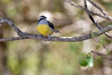 Bananaquit, Cambacica 'nın tipik bir Brezilya savan kuşu olduğunu da biliyor. Tür Coereba flaveola. Göz kamaştırıcı sarı tüyler. Kuş sever. Kuş vızıltısı. Doğa. Hayvan yaşamı..