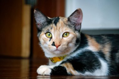 Güneşli bir sabahta esmer bir kadın güneşleniyor. Güneş gözlüğü aynası takıyor. Boş bir gün. Doğal hayat. Yaz geliyor. Yaşam tarzı. Sağlıklı yaşam 