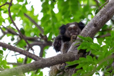 Anne ve oğlu. Siyah ipekli marmoset Mico-estrela olarak da bilinir, orta Brezilyalı tipik bir maymundur. Tür Callithrix penisillata. Hayvanlar Dünyası. Hayvan sever..