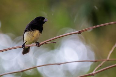 Sarı Göbekli Seedeaterr 'in erkeği aynı zamanda ormandaki bir ağaç dalına tünemiş 