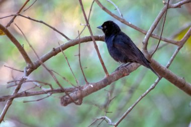 Shiny Cowbird, Chupim olarak da bilinir. Brezilya 'nın en tipik siyah kuşunun tüm güzelliği ve varlığı. Tür Molothrus bonariensis. Kuş İzleyici