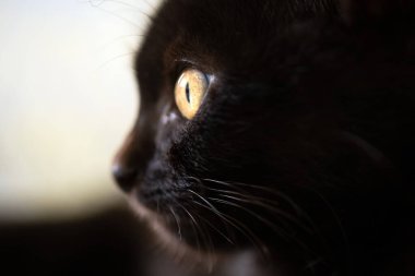 Siyah bir yavru kedinin gözleri. Hayvanlar Dünyası. Kedi sever. Hayvan sever..