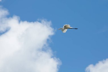  Bulutlara uçuyor. Brezilya, Brasilia 'nın mavi gökyüzünde uçan bir Akbalıkçıl. Tür Ardea Alba. Hayvan hayatı. Kuş İzleyici. 