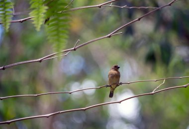 Paslı yakalı Seedeater 'ın dişisi aynı zamanda ormandaki bir ağaç dalına tünemiş 