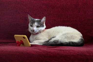 Kanepede uzanmış cep telefonundan video izleyen beyaz bir dişi kedi. Hayvan sever. Hayvanlar Dünyası. Kedi Aşığı.