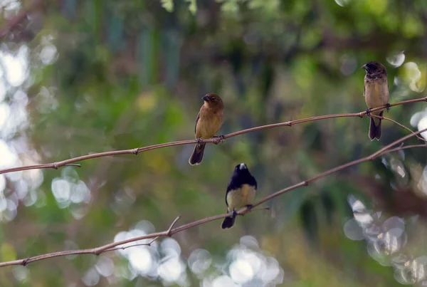 枝には3羽の鳥が群がっていた ラスティカラーのシーデーターは コロイロ とも呼ばれています 背景には 男性ラスティに焦点を当てます 種スポーツ用 選択的フォーカス — ストック写真
