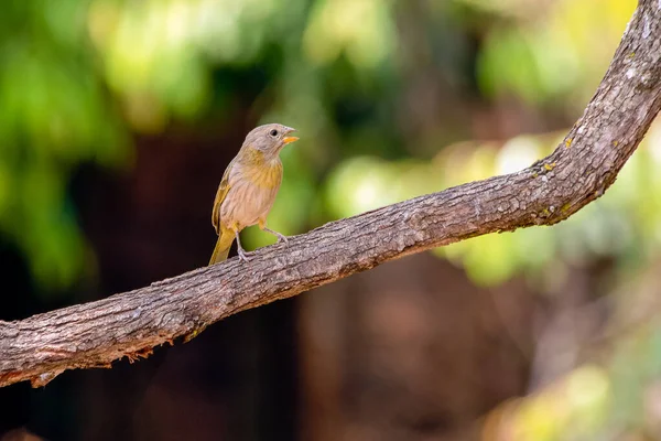 藏红花芬奇也被称为 Canario 在下午晚些时候演唱 这是巴西中南部地区的一种典型的黄鸟 鳞茎属植物 观鸟人 — 图库照片