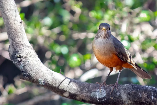 Rufous Bellied Thrush Também Conhecido Como Sabia Laranjeira Empoleirado Ramo — Fotografia de Stock