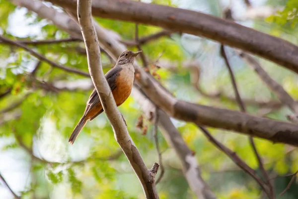 Den Rufous Bellied Thrush Også Kendt Som Sabia Laranjeira Oppe - Stock-foto