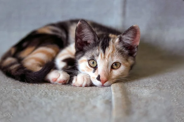 Olhar Carente Bebê Gato Fêmea Gato Bebé Preto Branco Vida — Fotografia de Stock