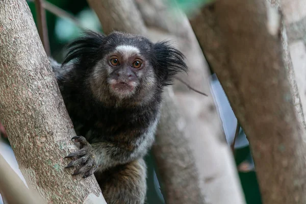 Detalhe Do Macaco-sagui Na árvore. Foco Seletivo Imagem de Stock - Imagem  de primata, animal: 202424853