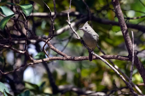 브라질 브라질리아 가운데있는 회색빛새 옐라에 Yellow Bellied Elaenia 남부와 중부에 — 스톡 사진