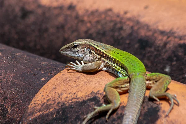 Gigante Ameiva Também Conhecido Como Ameiva Ameiva Telhado Lagarto Verde — Fotografia de Stock