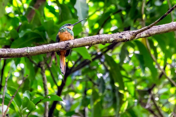 Fêmea Jacama Cauda Rufa Uma Ave Novo Mundo Encontrada Centro — Fotografia de Stock