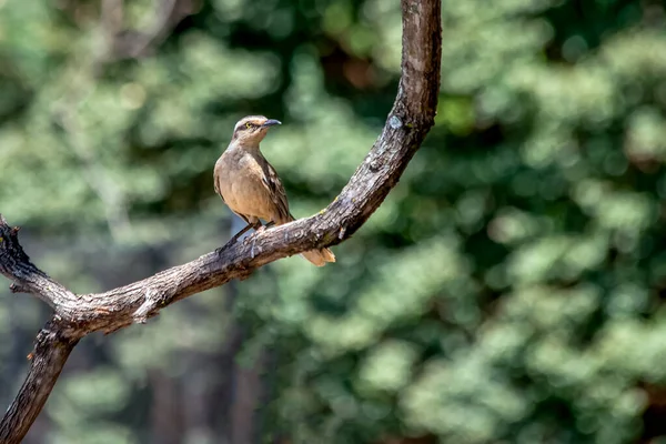 Chalk Browed Mockingbird Also Know Sabia Campo Singing Branch Tree — Stock Photo, Image