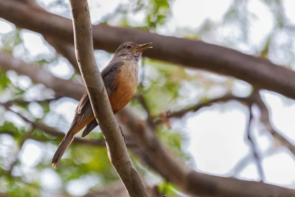小鸟在歌唱 鲁福斯腹中的色雷斯人也被称为 Sabia Laranjeira 栖息在树枝上 它是一种典型的巴西鸟类 鸟在乱跑爱鸟的人金丝雀科物种 — 图库照片